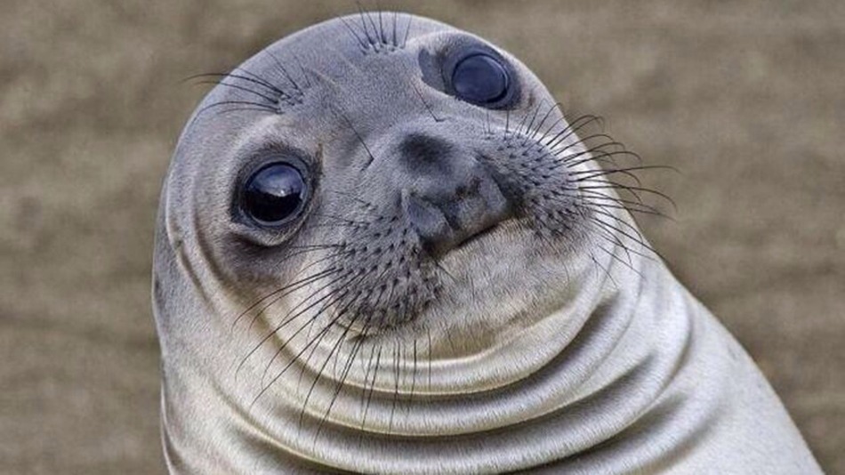 awkwardseal